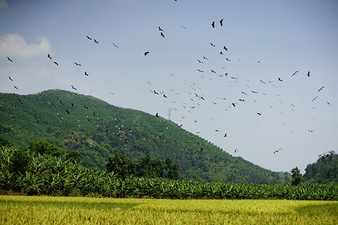 Hàng[-]trăm[-]con[-]chim[-]lạ[-]xuất[-]hiện[-]ở[-]Lào[-]Cai